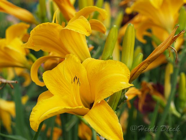 Hemerocallis Berliner Zimtstaub.JPG